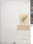 Cladophora sericea