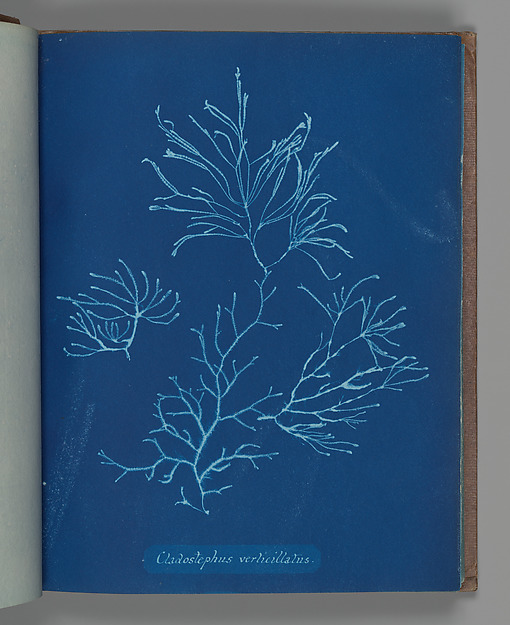 Cladostephus verticillatus