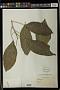 Claoxylon sp.