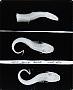Clarias laeviceps Gill