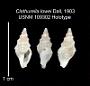 Clathurella lowei