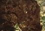 Claudea multifida Harv.