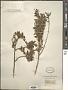 Clausena inaequalis (DC.) Benth.