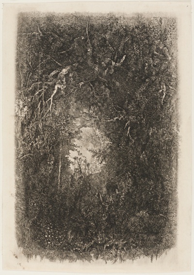 Clearing in the Forest