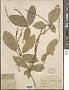 Cleidion javanicum Blume