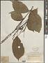 Cleidion javanicum Blume