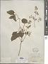 Clematis acapulcensis Hook. & Arn.