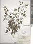 Clematis apiifolia DC.
