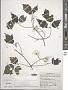 Clematis apiifolia DC.