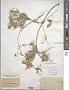 Clematis glauca Willd.