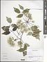 Clematis orientalis L.