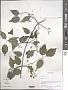 Clematis sp.
