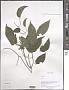 Clematis sp.