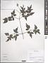 Clematis sp.