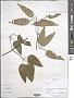 Clematis sp.