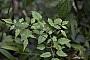 Clematis sp.