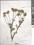 Clematis sp.