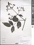 Clematis sp.