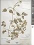 Clematis terniflora DC.