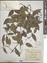 Clematis uncinata Champ. ex Benth.