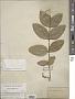 Clematis viorna L.