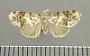 Clemensia mucida