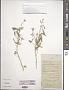 Cleome arabica L.