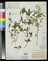 Cleome bicolor Gardner