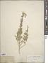 Cleome raddeana Trautv.