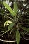 Clermontia arborescens subsp. waihiae Lammers