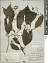 Clerodendrum laevifolium Blume
