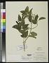 Clerodendrum mexicanum Brandegee