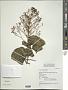 Clerodendrum paniculatum L.