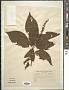 Clethra acuminata Michx.