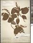 Clethra acuminata Michx.