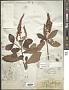 Clethra alnifolia L.