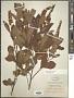 Clethra alnifolia L.