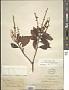 Clethra fabri Hance