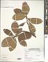 Clethra rosei Britton