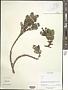Clethra sp.