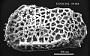 Cletocythereis sp Benson