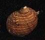 Clithon spinosa
