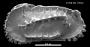 Clithrocytheridea sp.