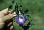 Clitoria ternatea L.