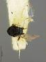 Closterocerus niger