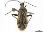 Closterocoris amoenus