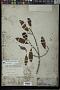 Clusia lanceolata Cambess.