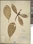 Clusia ramosa Rusby