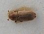 Cnesinus squamifer