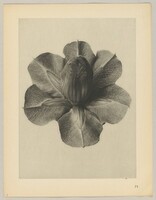 Cobaea scandens